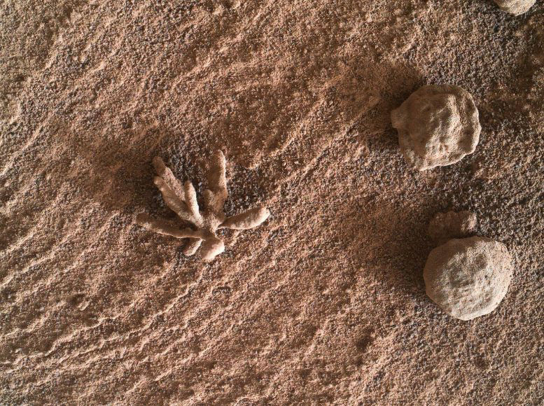 火星|NASA“好奇号”漫游车在火星发现一块奇特岩石，外观像一朵花