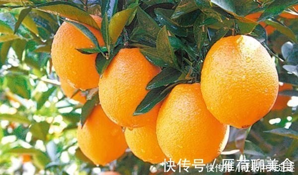 冻梨|冬季水果别乱吃，尤其老年人，建议多吃3种，营养丰富又滋补身体