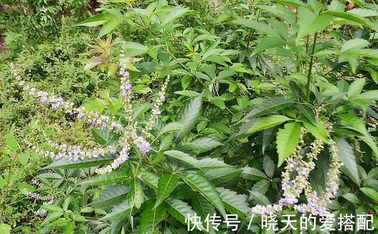 黄金|乡村一野草被人称为黄金，小时候砍当柴烧，却不知药用价值高