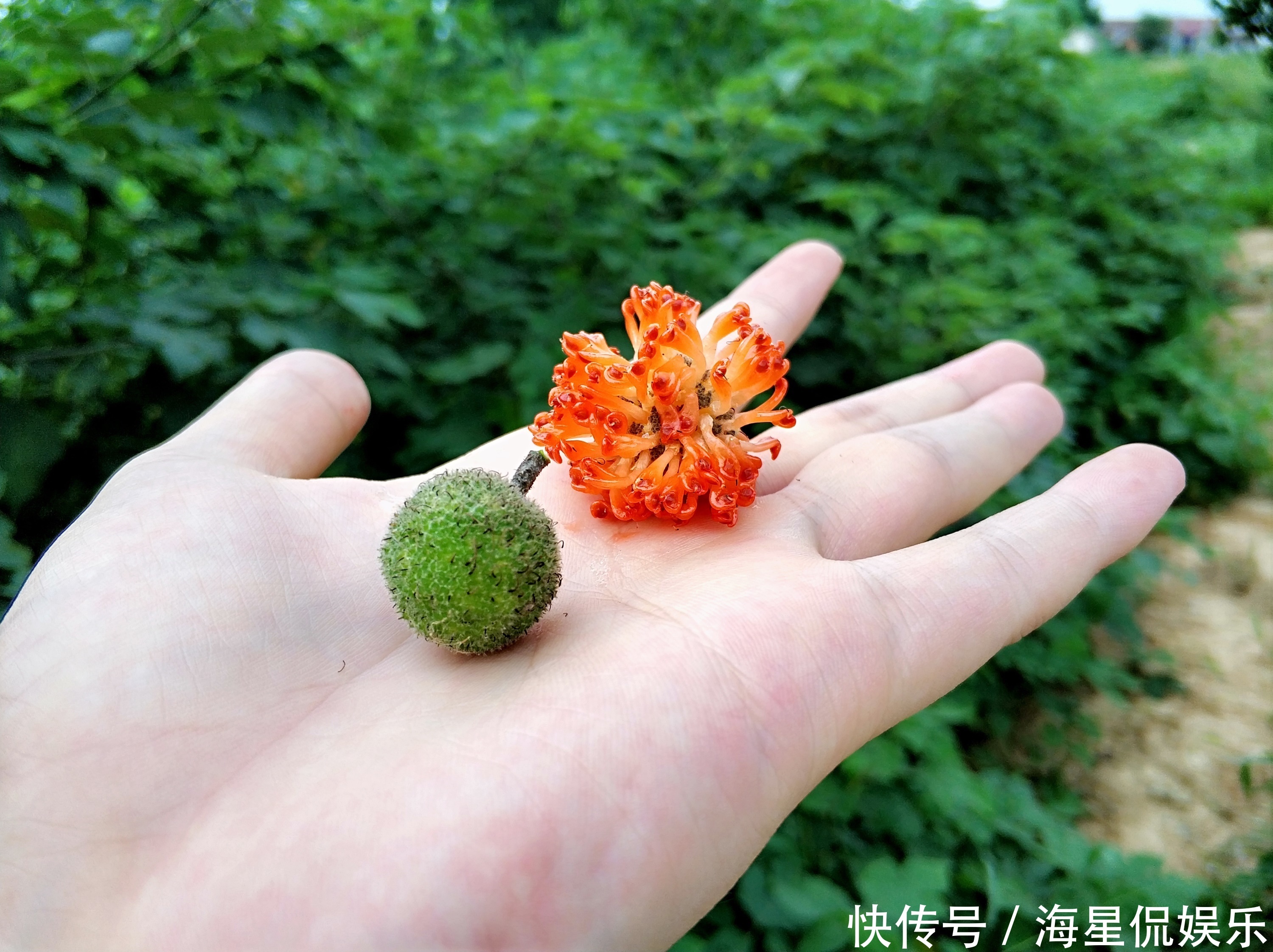 一个方子,2味药!上治颈椎,中治腰椎,下治膝盖与脚跟,请品味