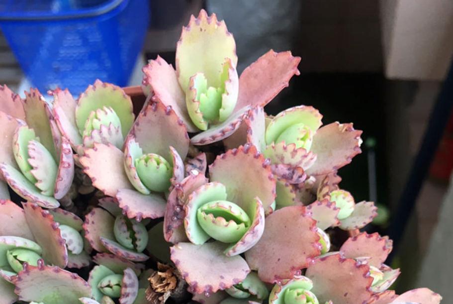 入冬前养多肉，弄懂4个问题，茎叶肥嘟嘟惹人爱