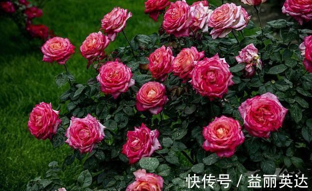 夏天养月季不能施肥别搞错，会错失好几拨花开