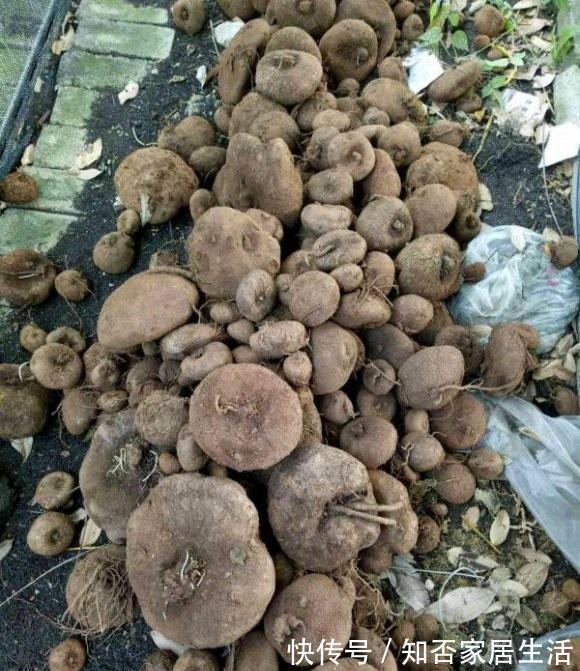 繁殖|南方的山乌龟遍地是，北方的山乌龟150一斤，当成多肉养很不错