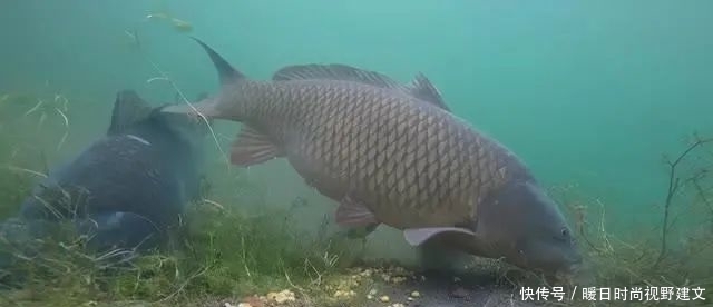 鲤鱼|水库钓鲤鱼技巧