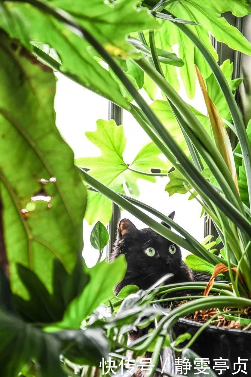 她在屋里种满500盆植物:呆在这样的房子里,生活更有了诗意!