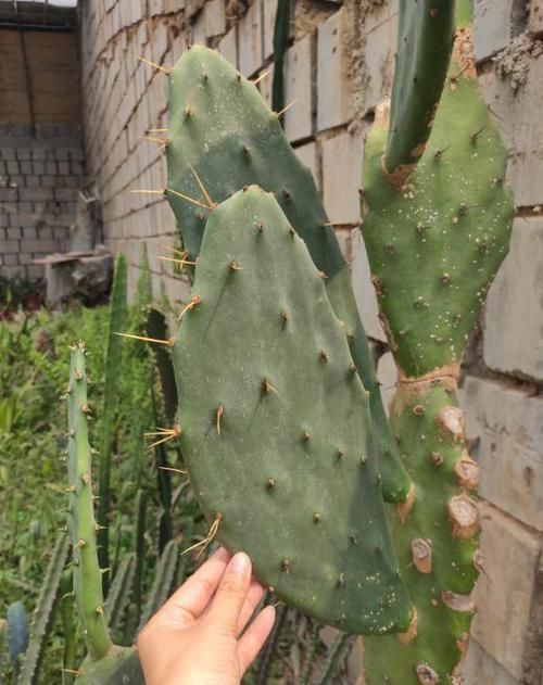  绿色植物|5种好养的长寿之花，只要你养护得当，新手杀手也能养爆盆