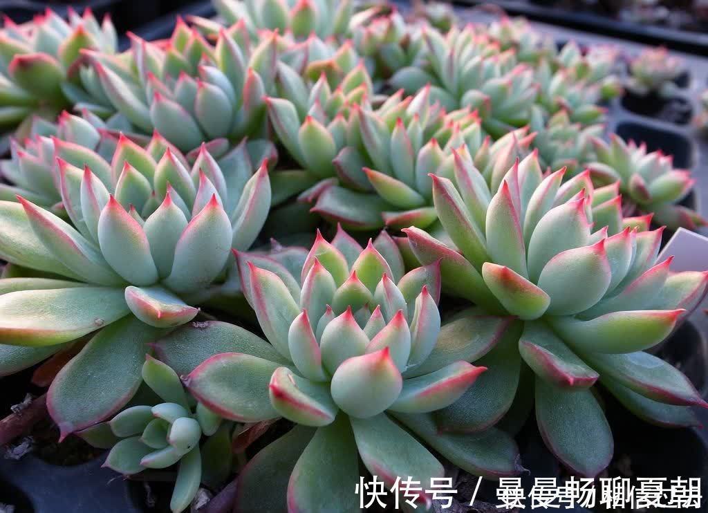 黄丽|6种多肉好养活,夏天不休眠,晒晒太阳红彤彤,度夏也萌