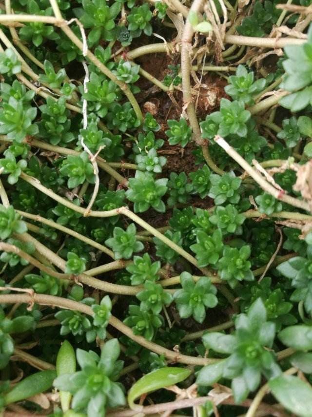 这花扔篮子里就往下垂,长长得像门帘,新手也能养爆盆