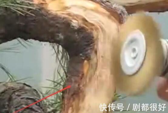 树皮|白骨森森，的舍利松树盆景图解，10图10个步骤，为大家解惑