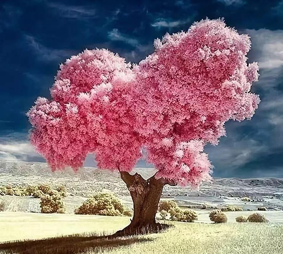 传来|太美了,世界照片今天终于传来,罕见至极,一睹为快