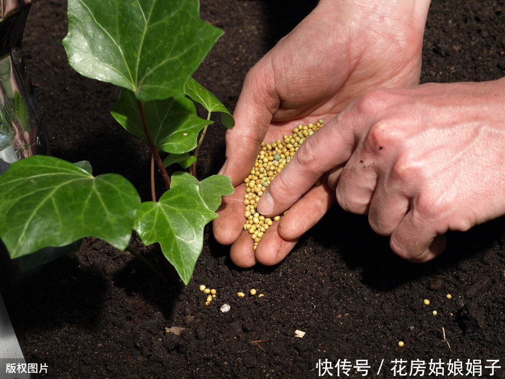 娟子|别乱给花乱施肥了,娟子给你支招,3个施肥技巧,比啥多管用