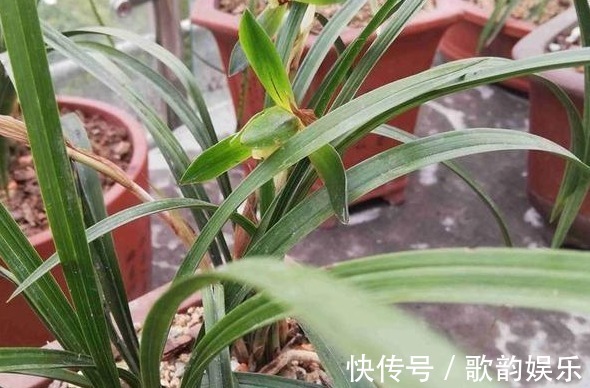 芒果皮|兰花长得慢,1种“果皮”用一用,加上“营养水”,爆盆不停!