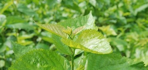 糖尿病|糖尿病的“祸首”发现了，并不是甜食，而是它，劝你别再往嘴里塞