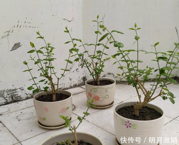 这3种花,就得使劲晒太阳,晒不够不开花