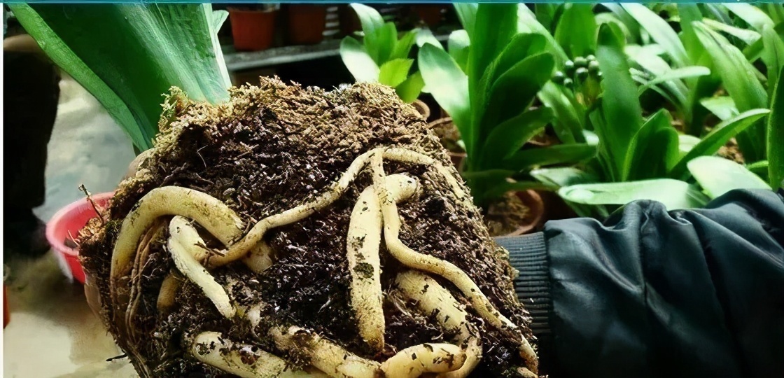 立秋后，3种花要及时“翻盆”，不然影响“生长”和开花