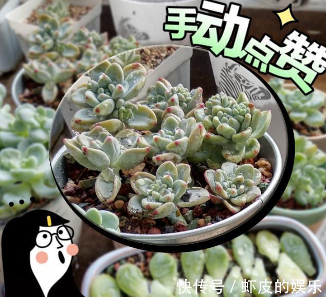 养多肉,就这么简单