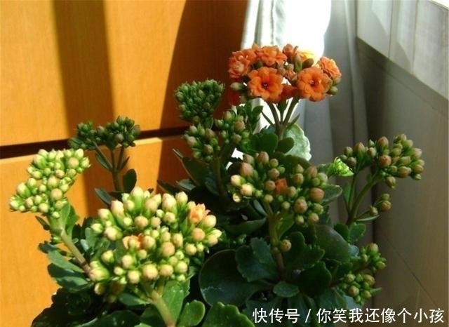 冬天|长寿花冬天不开花怎么办?控水、控枝,注意这两点,花苞挤满