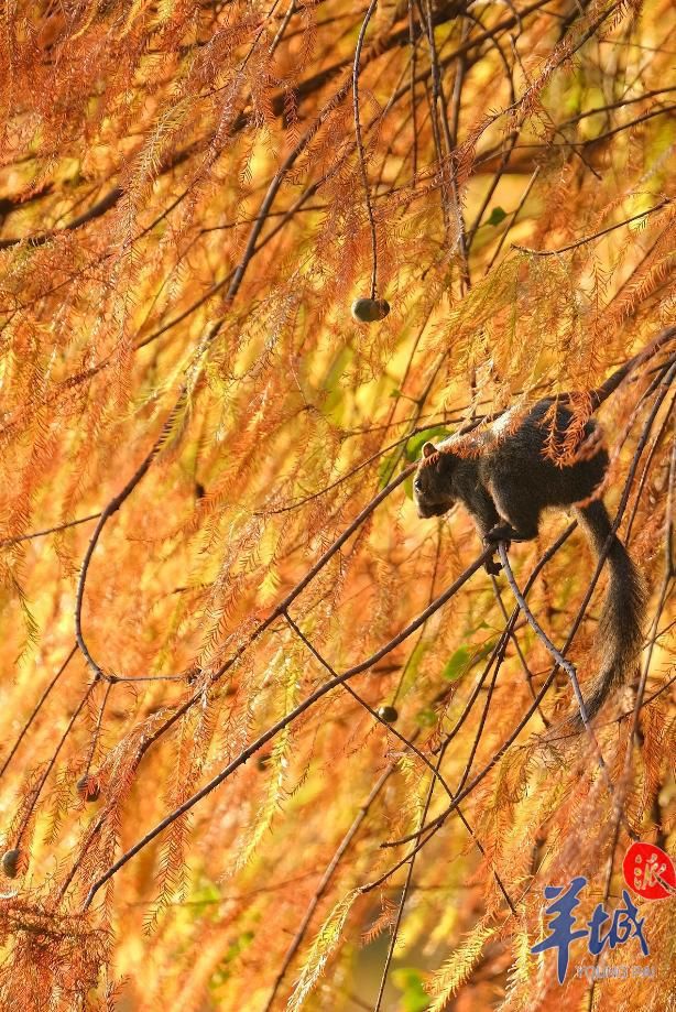  逛逛广州菜市场，闻闻市井烟火味