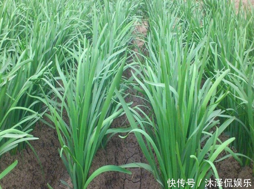 立春前后给韭菜做好两点,让韭菜长得粗胖茂盛,老菜农经验
