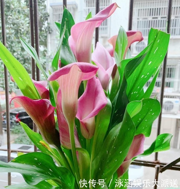 彩色|美到惊艳的“4种花”，婀娜多姿、香飘怡人，寓意美好，幸福满满