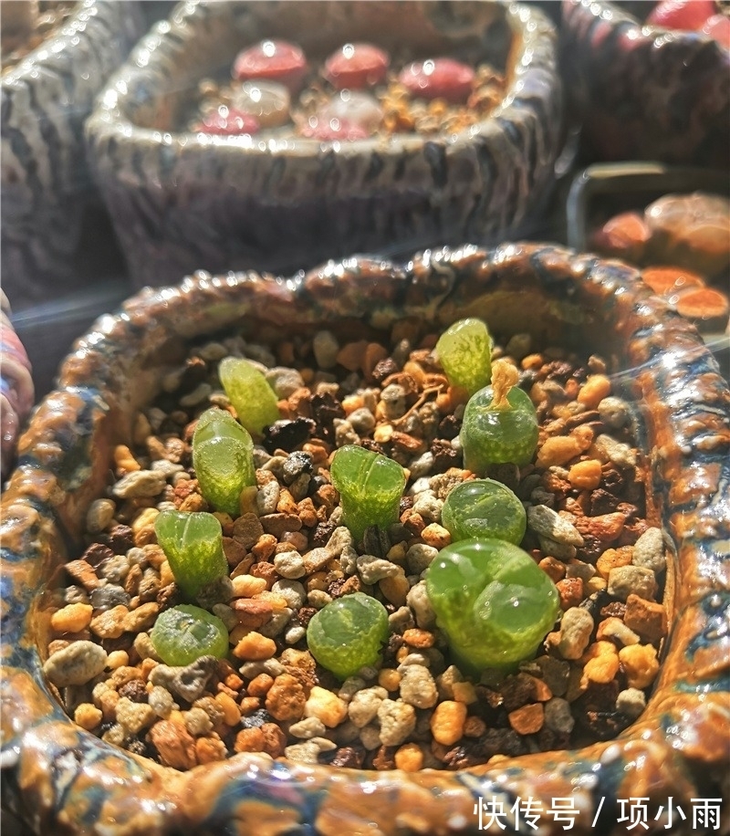 天下养肉人都一样贪