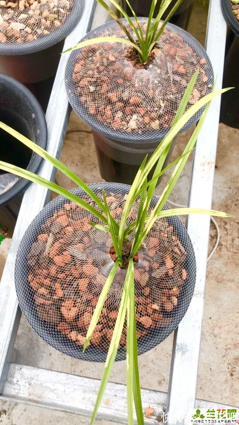 盆面|兰花浇水的大水、小水、盆面水分别怎么浇