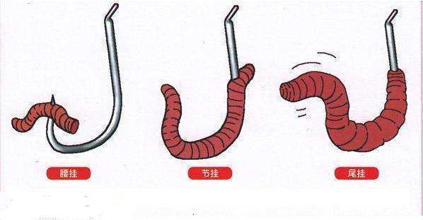 蚯蚓|6种蚯蚓穿鱼钩方法,图解蚯蚓挂钩法,爱钓鱼的你别错过!