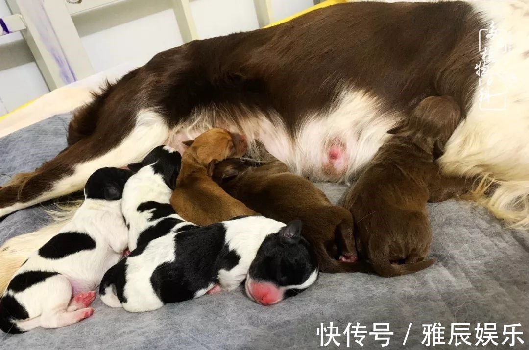 框子|这多肉拼盘这么仙!如何制作达人手把手教你制作长生草拼盘!