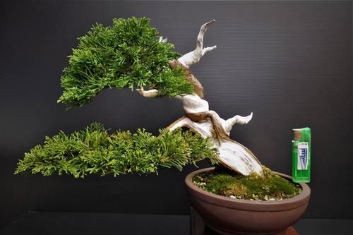 想要养好系鱼川真柏盆景，就要先了解它的生长习性，做好日常养护