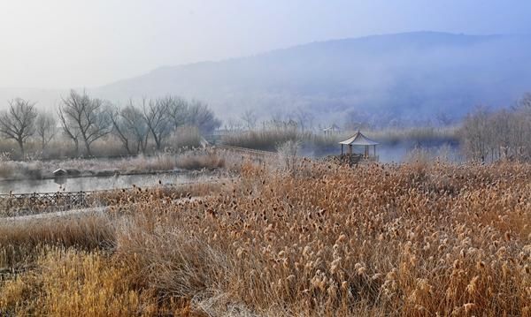 湿地冬韵