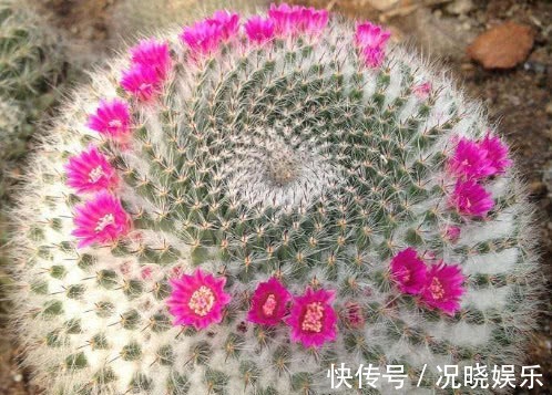 多肉玉翁怎么养教你3个盆栽小妙招,养出最绚烂多姿的玉翁