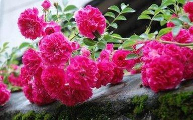 这花，比栀子花香，比牡丹花艳，家里养一盆，赏花闻香“一整年”