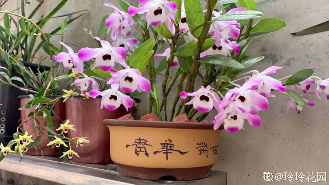 长寿花|9月后就养这些花,比绿萝好养,疯狂开花到明年!