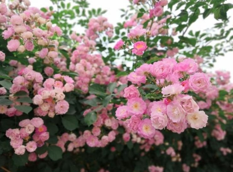 夏季|适合夏季养的花,好活易爆盆,花开媲美玫瑰,花朵姿态万千,美