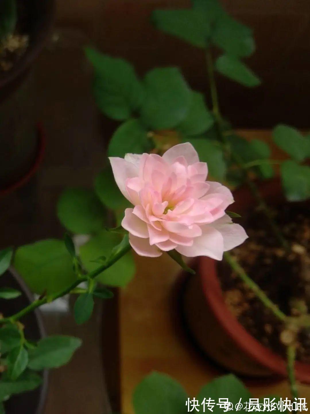 蓝蝴蝶|5种花真稀罕,叶子越晒越红彤彤,一盆能开20朵!