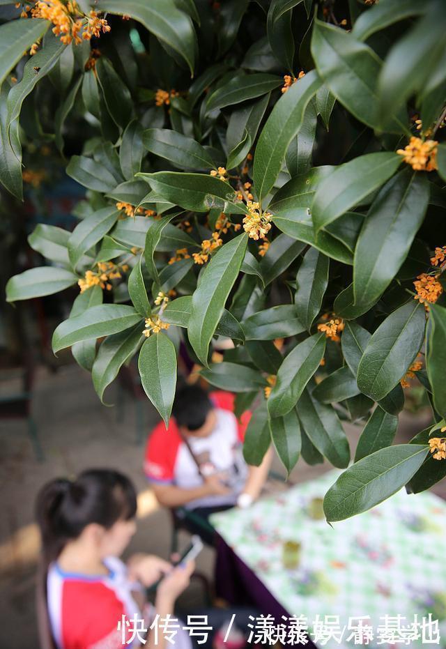 桂花树|4种树“自带体香”,家有小院养一棵,很好闻