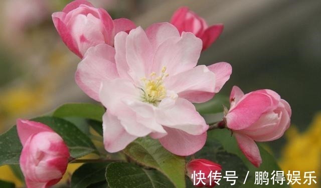 花舍不得剪,活该徒长叶不开花!此3种花这么剪,花开不断还有形