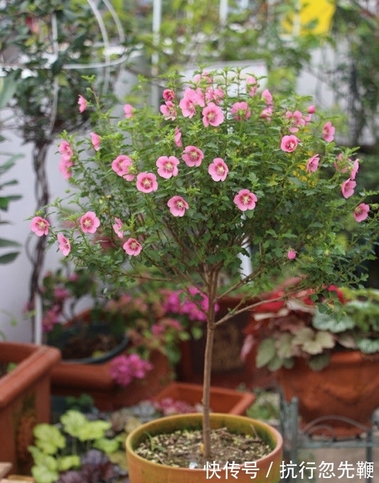 凤仙花凤仙花|养花就养这几款，全年开花不停，花香四溢飘满屋，美爆了