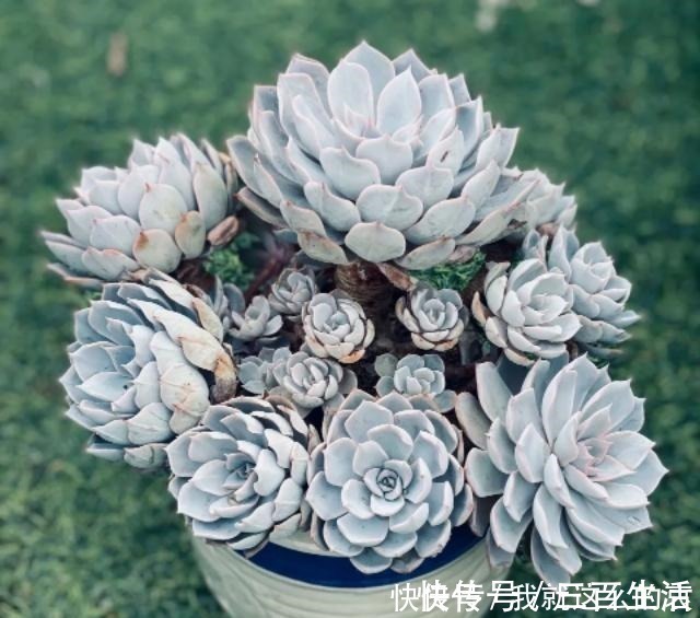 夏季|夏天养多肉,有2点容易被忽视,做好了个个长得胖,有精神!