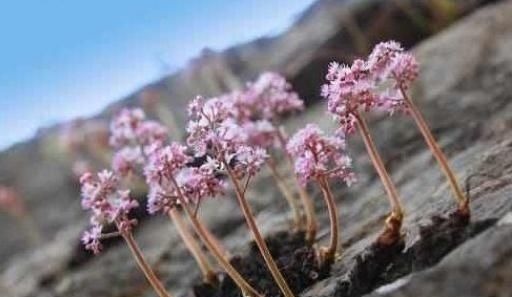 长在石头缝里的开花植物,遇见一棵你就发大财了,来看看你见过吗
