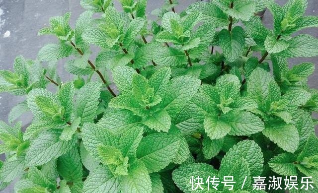 爆盆|让铜钱草“爆盆”很简单，记住3个字剪、肥、水，叶子挤满盆