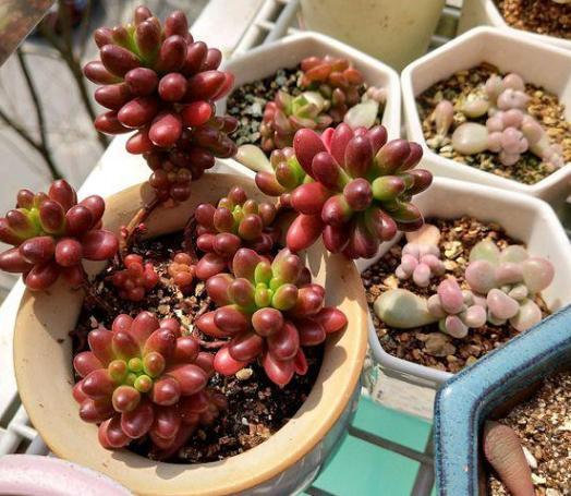 想在客厅搁置多肉老桩就摆放这4款盆景，难度低、美得像花