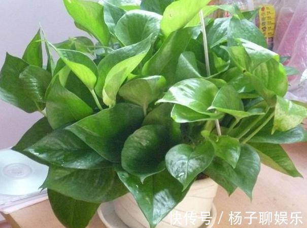 舒适|卫生间''除异味''大招放置3种绿植除臭,居家环境更舒适