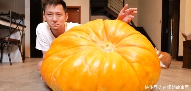喂猪|敬汉卿挑战300斤南瓜王，自嘲是在吃猪食 ，发布不到一小时播放量上10W