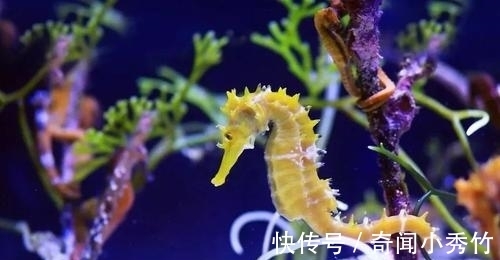 皇家进行曲|奇妙的冷知识又增加了，你了解多少？分享给身边的小伙伴一起学习