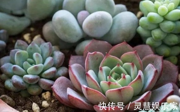 养花也要注意摆放,5处地方“不能养”,空着也别放!