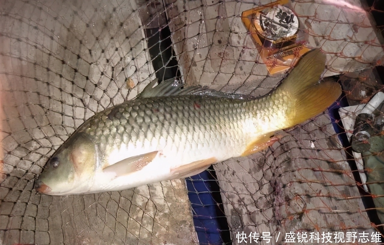 鱼口|为什么说野钓就要钓钝,这几个原因告诉你,钓钝到底有多实用