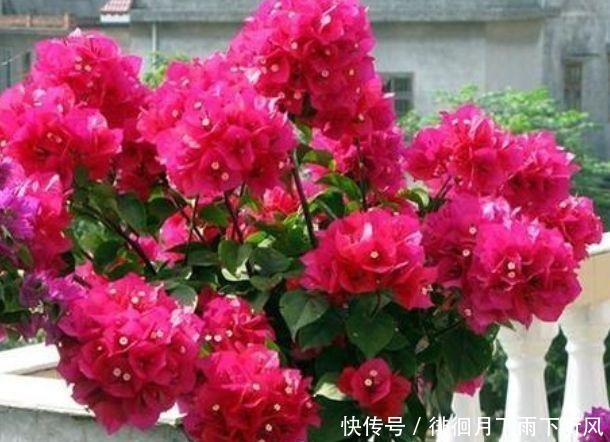 4种花是“开花大户”，花朵大花期长，比牡丹还美，年年开花美翻
