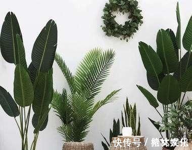 客厅再小，也要养盆它，寓意好还养眼，一盆能养许多年