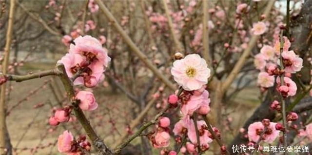 梅花的约定：明月梅花约共看，归期已负梅花约